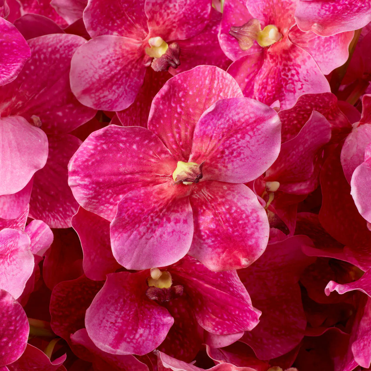 Eichholtz boeket Vanda Orchids 24 stuks roze