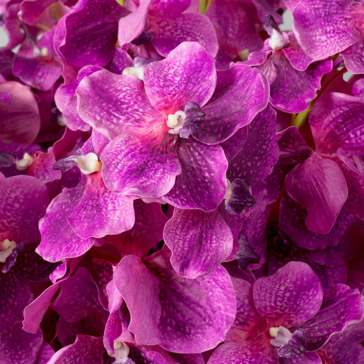 Eichholtz Bouquet Vanda Orchideen 24 Stück magenta