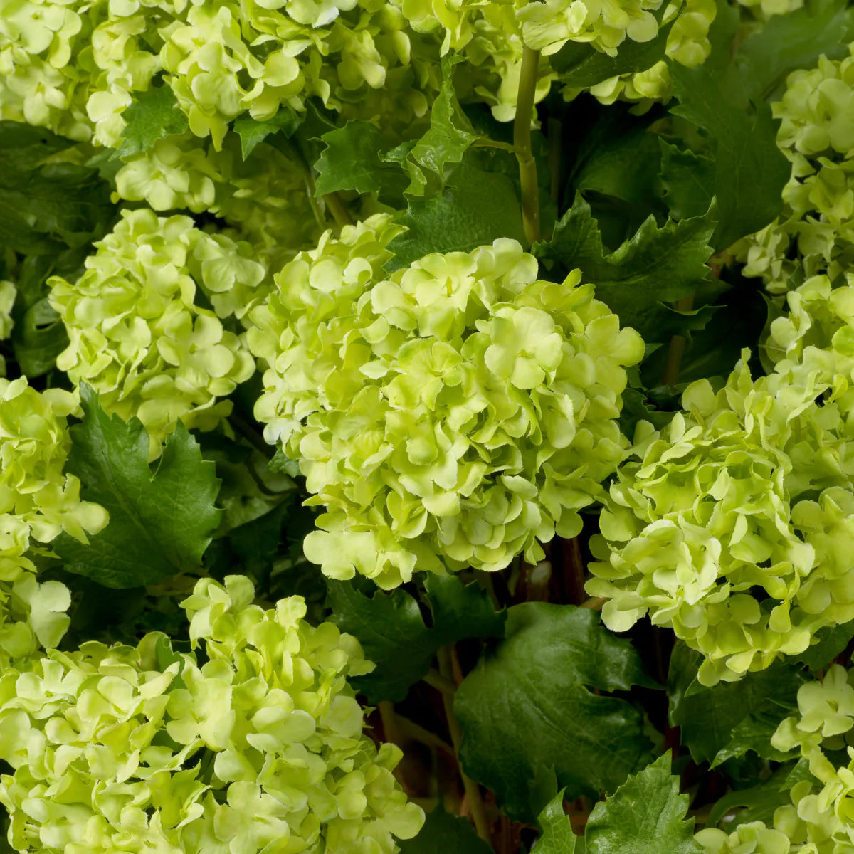 Eichholtz bouquet Hydrangeas snowball 36 pieces green