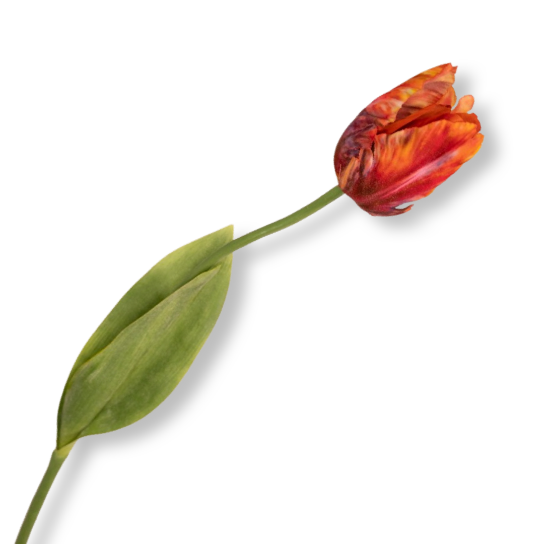 Seidenblumenzweig Tulpe